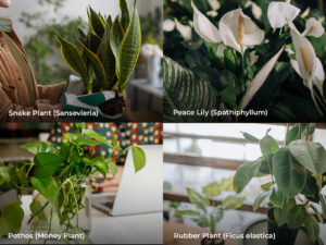 Best Indoor Office Plants