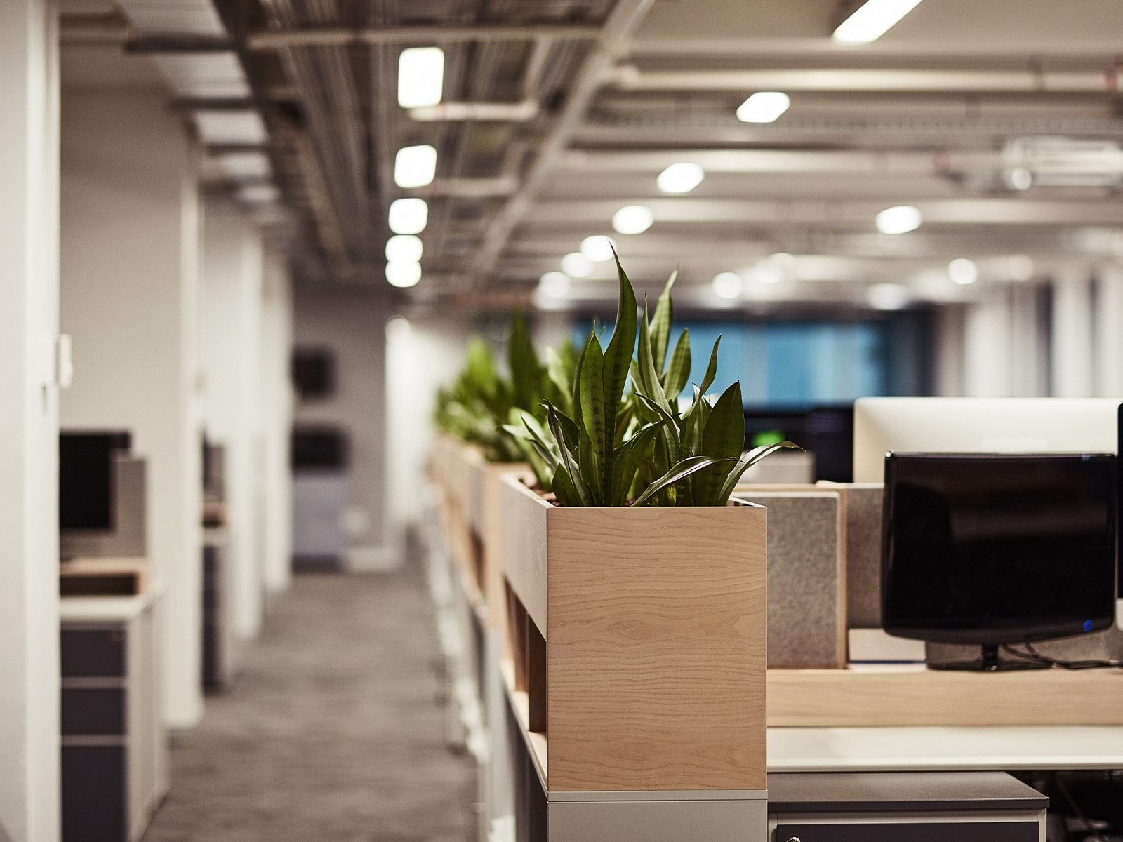 Best Indoor Office Plants for Modern Office Interior Design