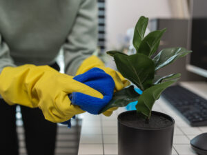 indoor plant care​